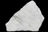 Crinoid (Scytalocrinus) Fossil - Crawfordsville, Indiana #102826-1